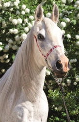 MINI Puzzle ŚWIAT KONI biały koń układanka PREZENT dla dzieci 54el TREFL 4+