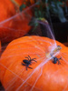 Pająki plastikowe Czarne Dekoracja Ozdoba na Urodziny Halloween 3x3cm 10szt